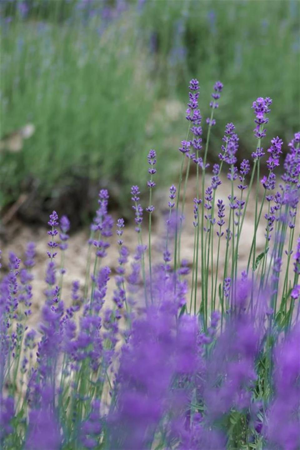 武汉黄陂薰衣草与游客浪漫有约