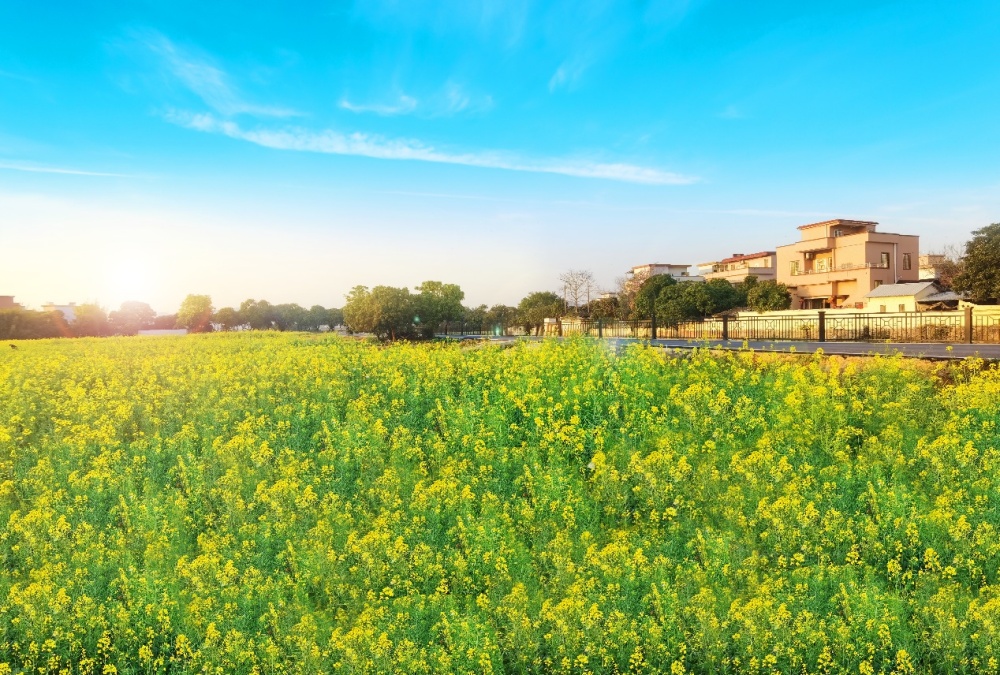 推进绿美广东生态建设要求,把绿色生态建设作为重要的切入点和着力点