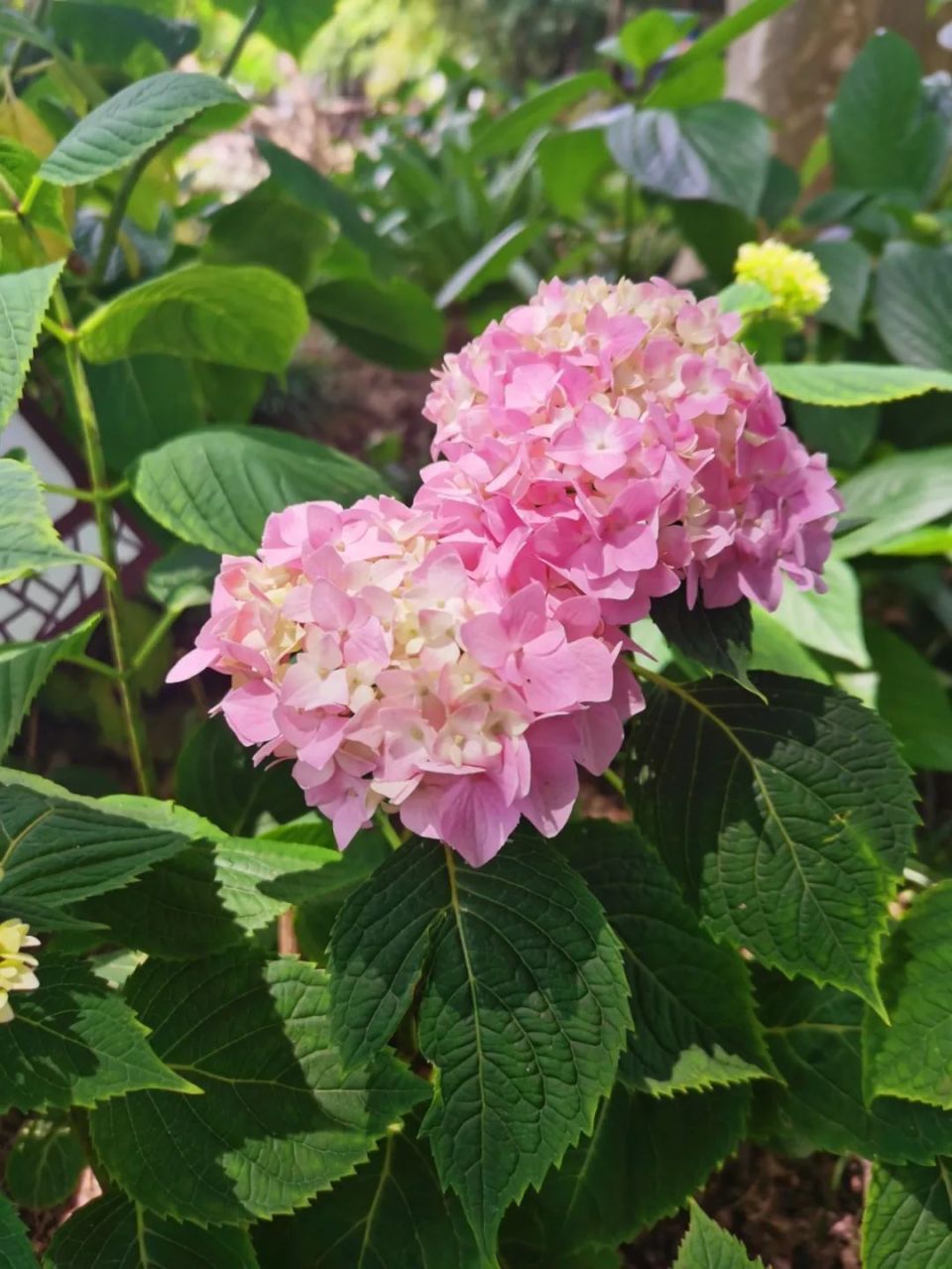 绣球花开"无尽夏",快来欣赏松江这里的浪漫"花海"