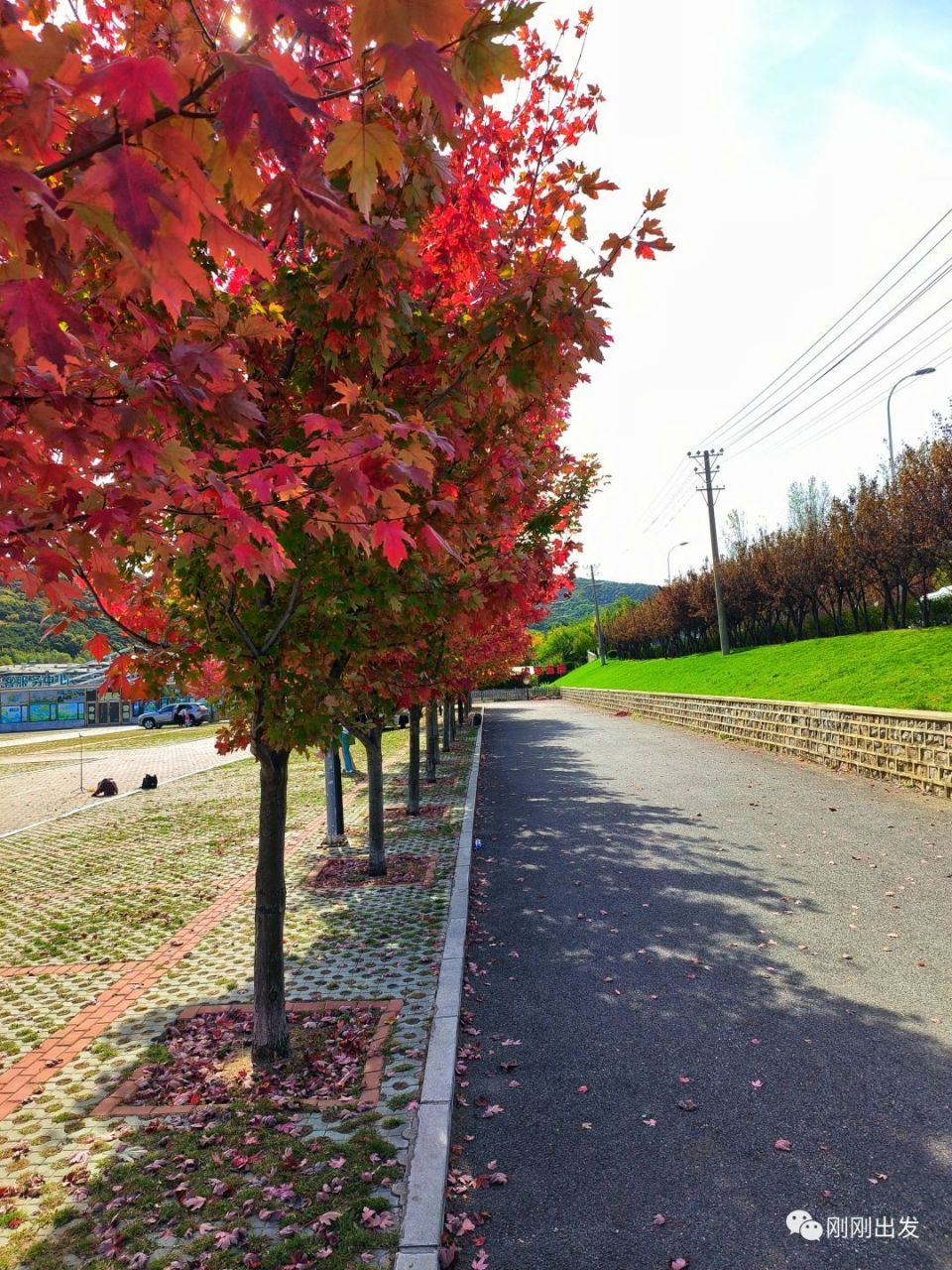 大连西郊枫叶红了,可以打卡了-腾讯新闻