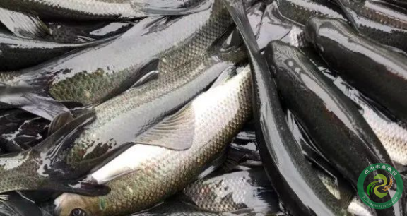 它,就是江口青鳙