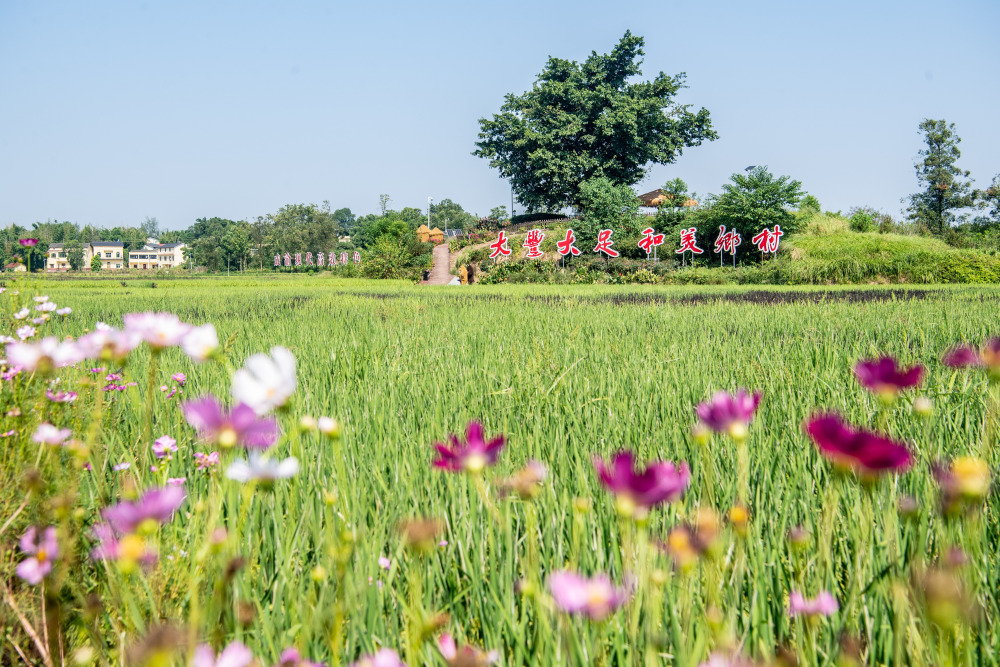 重庆大足五彩稻田好丰景