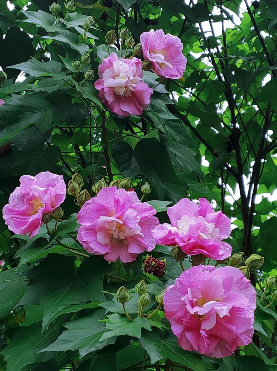 芙蓉花图片真实照片图片