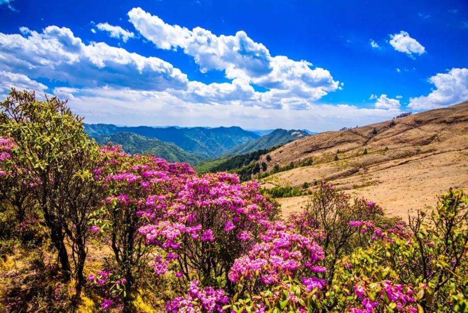 野外自然花风景图片图片