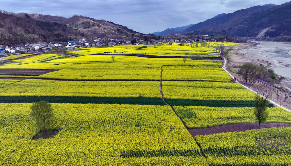 (生态)陕西宁强:嘉陵江第一湾千亩油菜花盛开-腾讯新闻