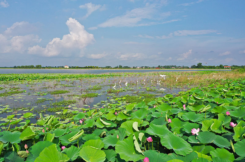 牛屎湖蝶变"牛花湖"——常德西洞庭管理区一个湖泊的生态环境变形记