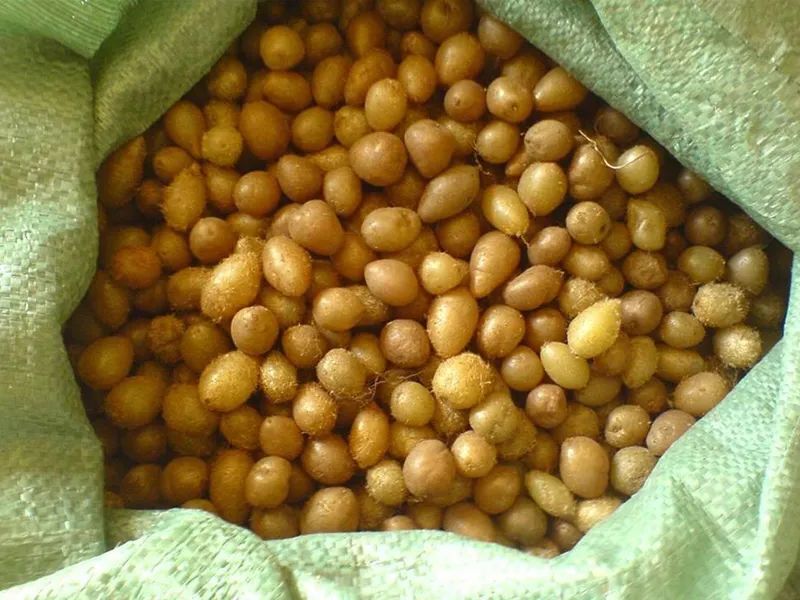 凤凰蛋就成了稀罕货,这倒不是说肾蕨很少见了,相反,肾蕨在山里的野生