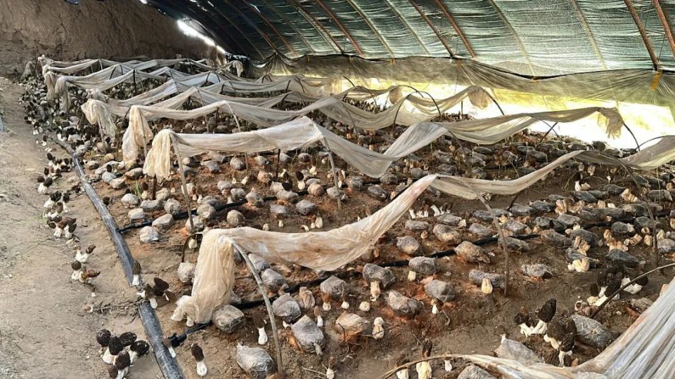 乡村振兴看伊宁 | 朵朵羊肚菌撑开"增收伞"