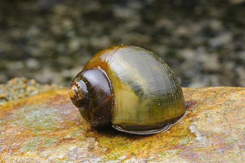 ①从外观来看,通常福寿螺个头会比田螺大许多,色泽偏黄.