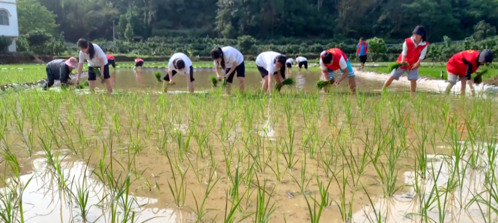 绘好"春耕图" 孕育"丰收景"!崇左各地春耕春种工作有序进行