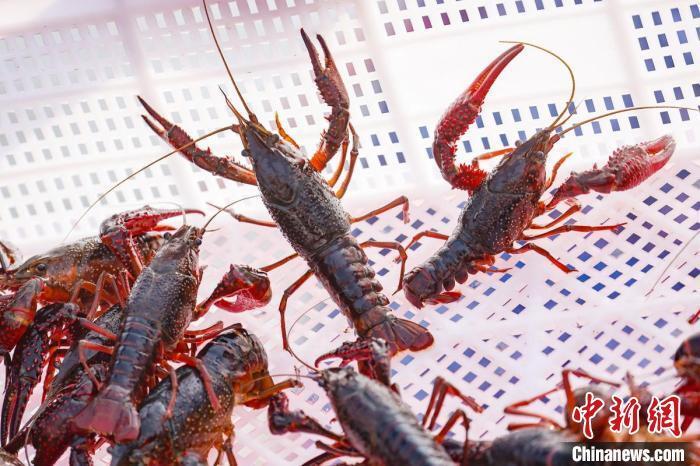 "龙虾之都"盱眙小龙虾集中开捕展"富民画卷"