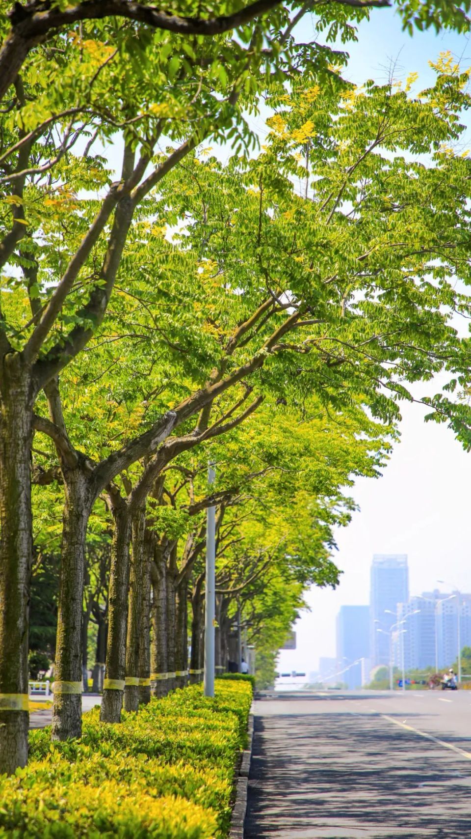 壁纸 树 960_1708 竖版 竖屏 手机