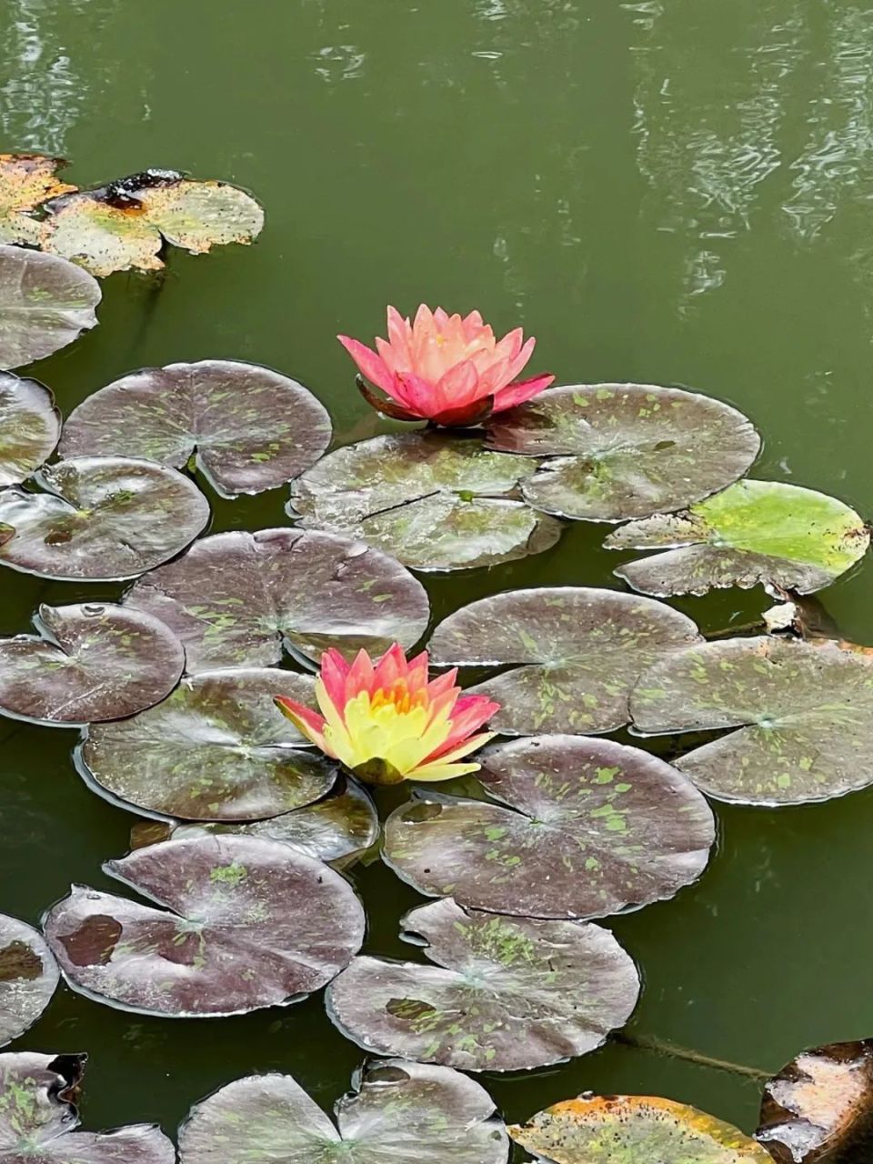 一叶一浮萍,一梦一睡莲, 在静安这里,见者好运"莲莲"