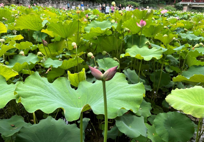 贵阳药用植物园出现珍稀并蒂莲!快来讨个好彩头_腾讯新闻