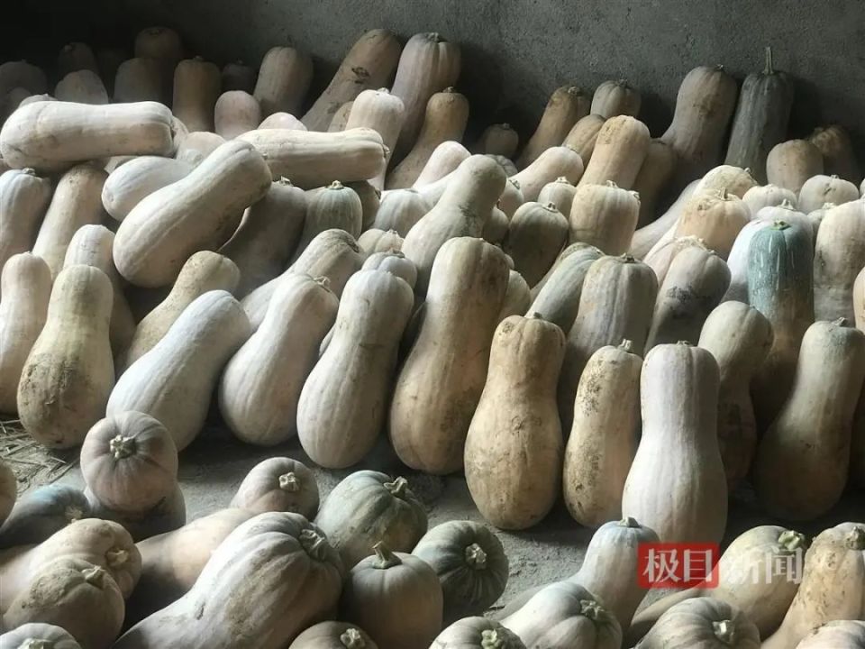 万斤南瓜滞销,期盼您伸出援手