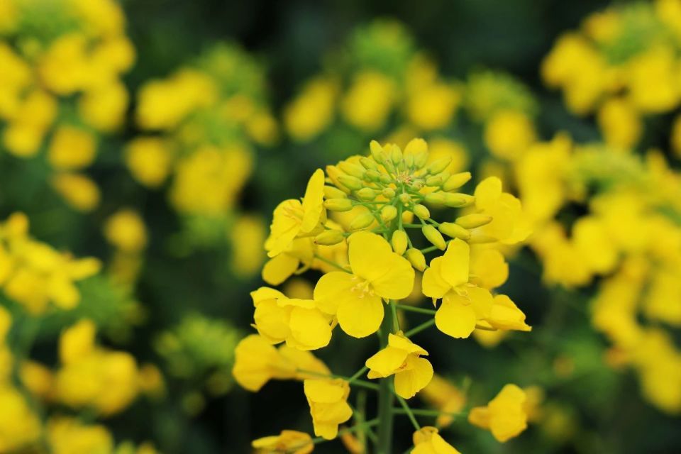 春天,被闵行这片油菜花田点亮人少景美原生态_腾讯新闻