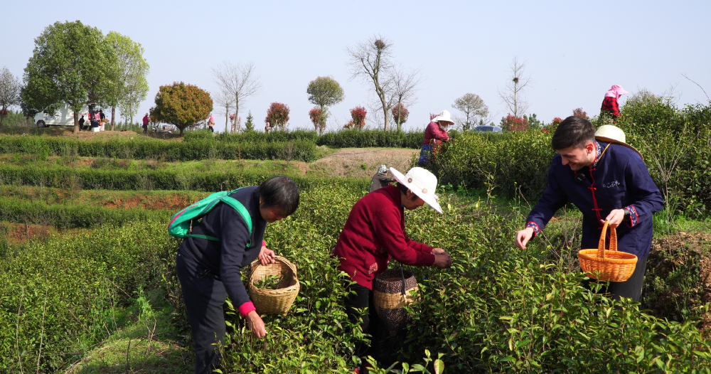 外国人眼中的河南品牌丨河南茶香飘世界 信阳毛尖"圈粉"外国小伙儿