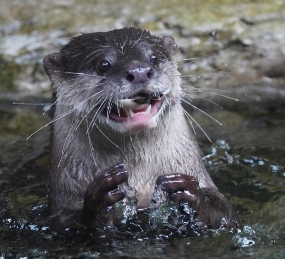 国际生物多样性日,在广州动物园邂逅最萌"顶级捕食者"