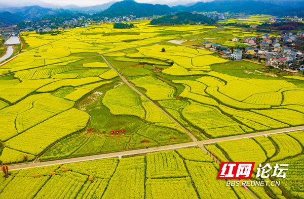 3月18日,共和国大将粟裕故里——怀化市会同县堡子镇万亩金灿灿的油菜