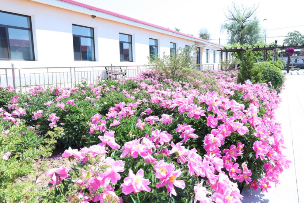 芍药花开满庭香,为老服务结硕果——记辽阳县河栏镇中心敬老院