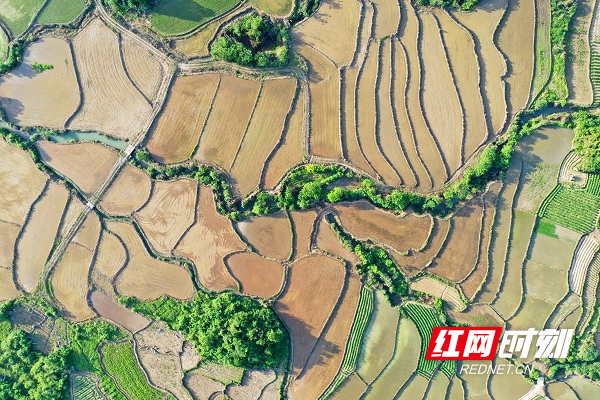 湖南新田:水田如镜美如画(组图)