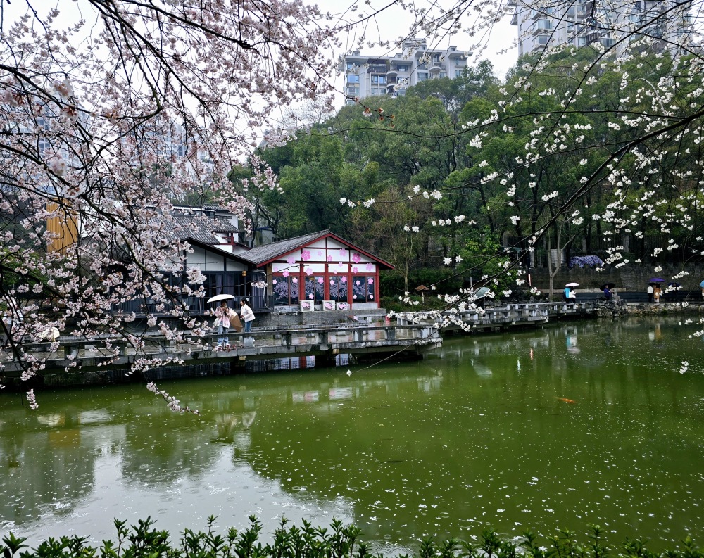 春色美如画长沙望月公园早樱盛放