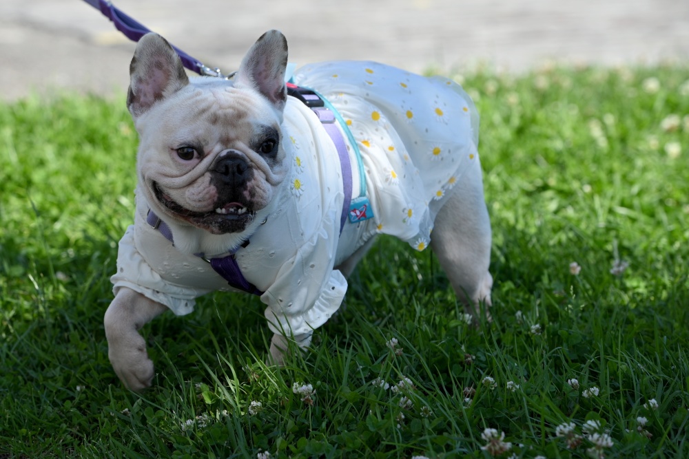 法国斗牛犬游行