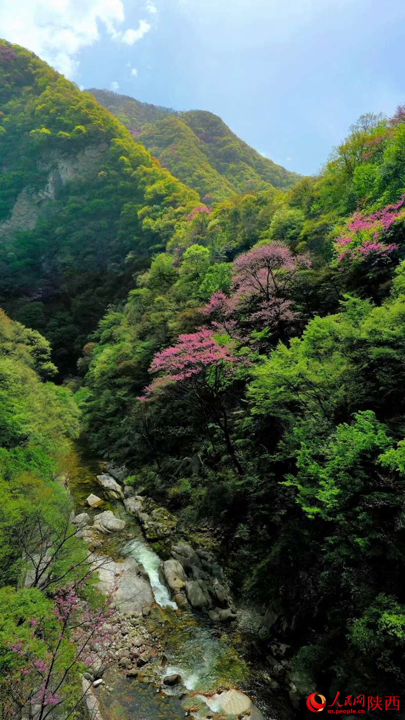 花开秦岭铺流霞