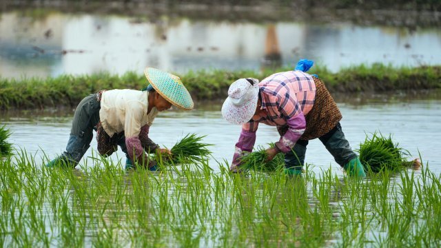 美好生活在云南|陇川:初夏插秧正当时