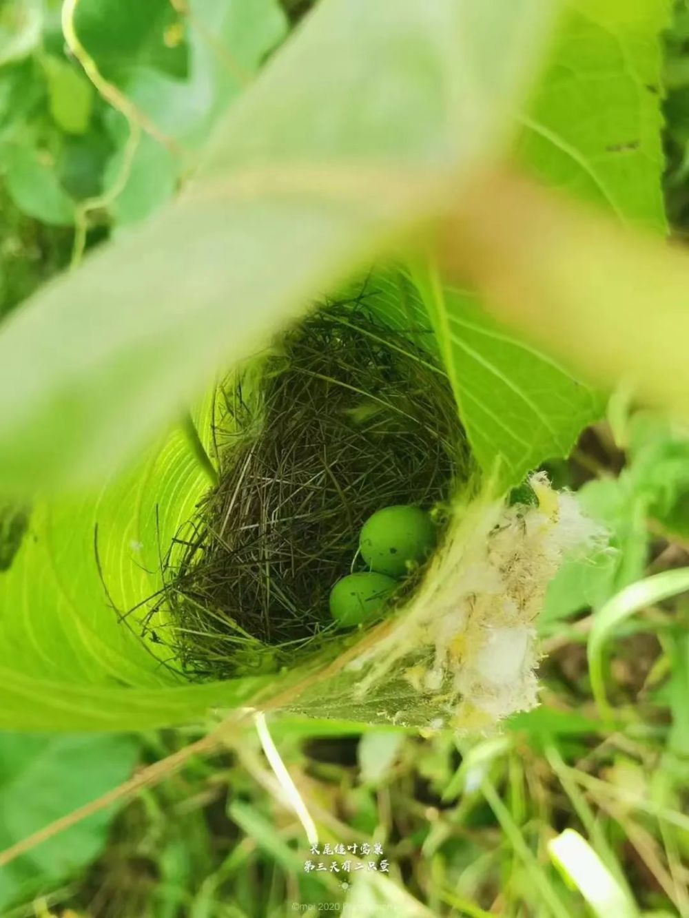 "缝缝补补"又一年——长尾缝叶莺丨花颜鸟语_腾讯新闻