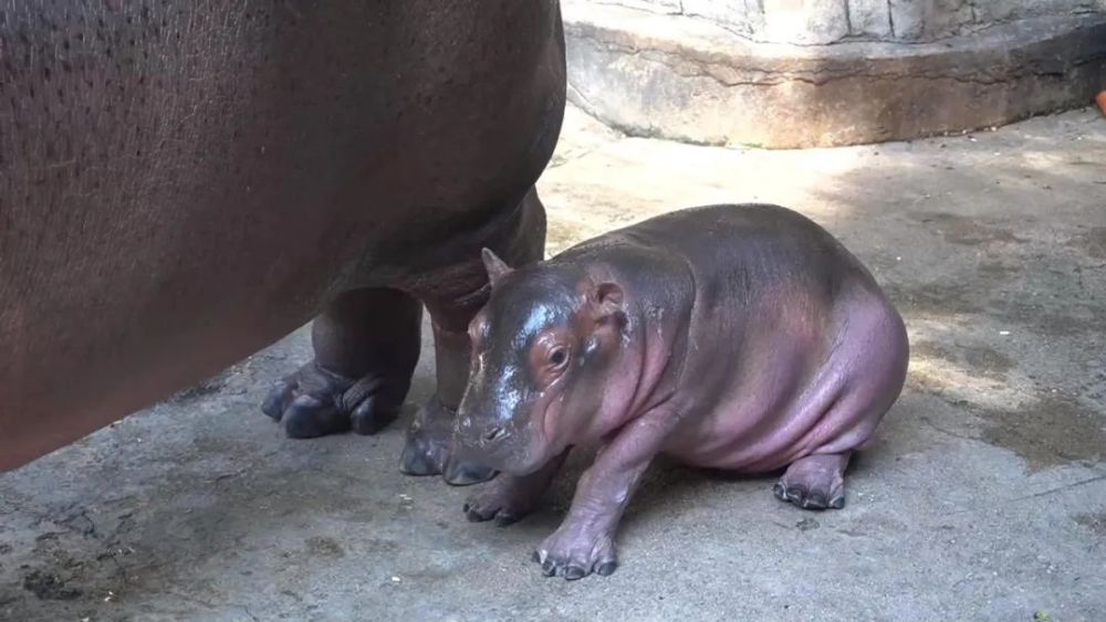 萌萌哒～西双版纳野生动物园第一只小河马出生啦!_腾讯新闻