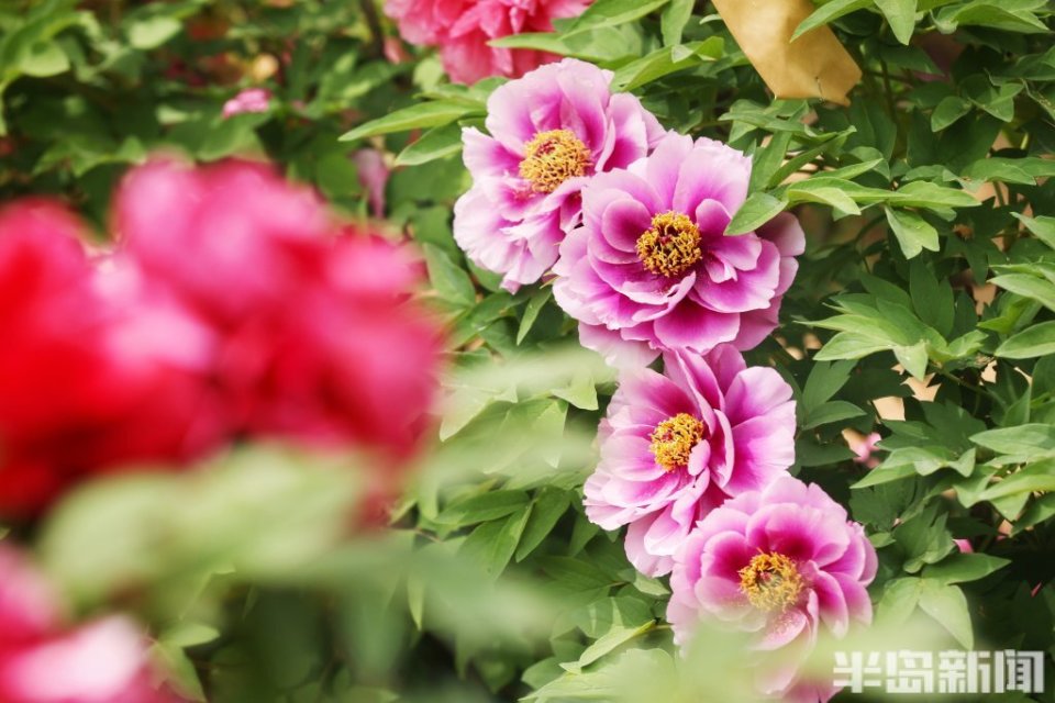 牡丹盛开展芳华