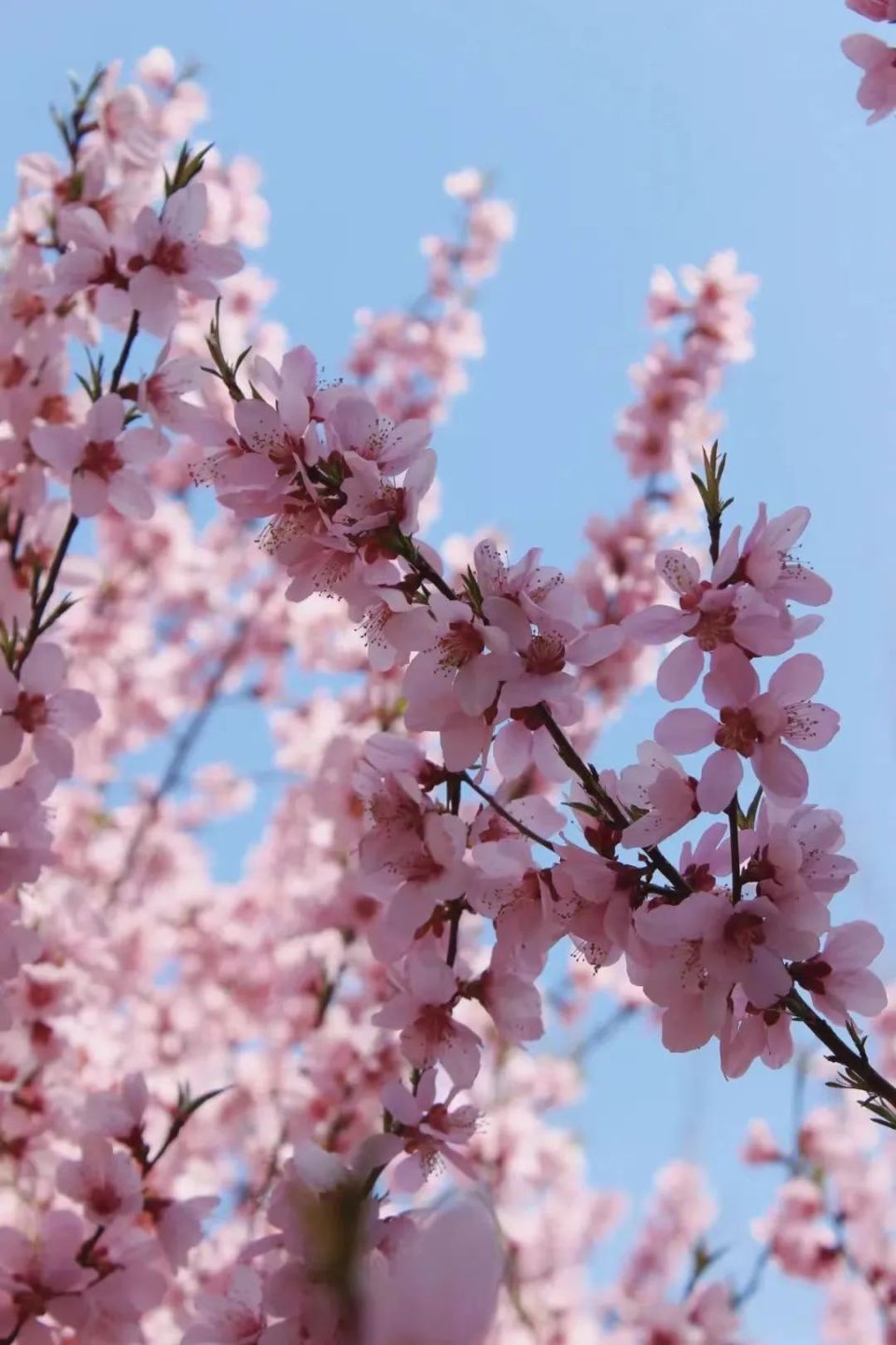 这些春景美到"洗眼睛"6363636363