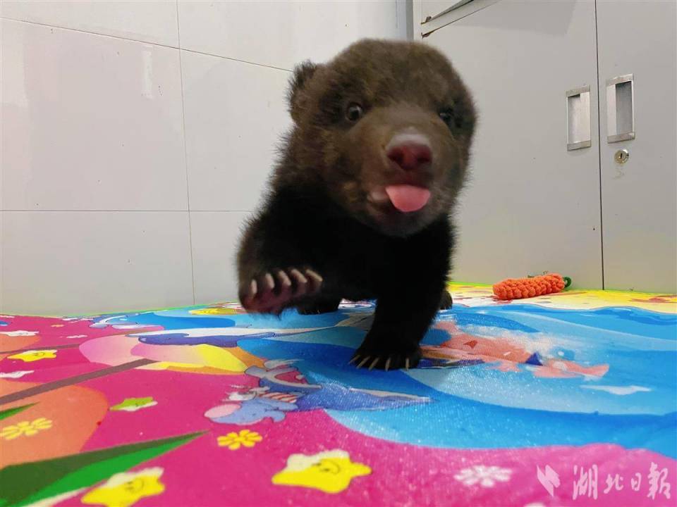 武汉野生动王国首例成功人工饲养棕熊幼崽即将百天