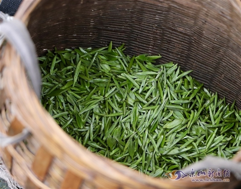 也是峨眉山市高山高品質綠茶的核心區,是擁有茶葉種植,加工,銷售,貿易