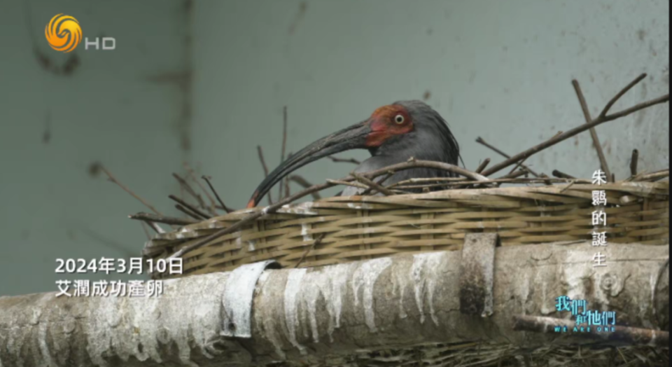 出生率极低,比大熊猫还稀有,孵化一只朱鹮的难度竟是"地狱级"?