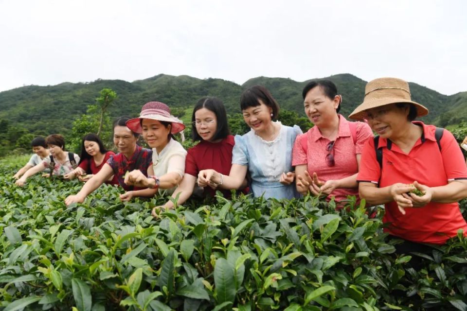 在此体验采茶的乐趣,了解制茶的工艺,对阳西县绿美生态建设和东水山茶