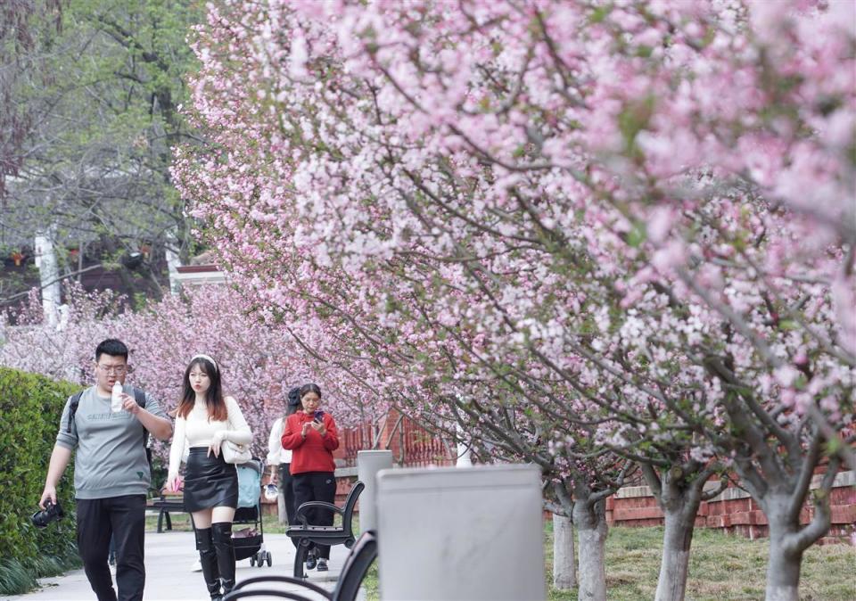 首义广场海棠花盛开,游客流连忘返
