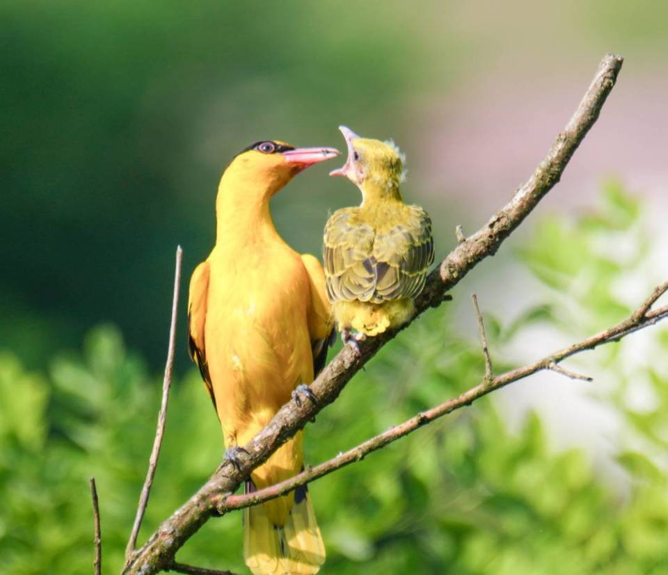 四川达州:黄鹂鸟夫妻同框喂食小鸟 吸引众多观鸟爱好者"打卡"