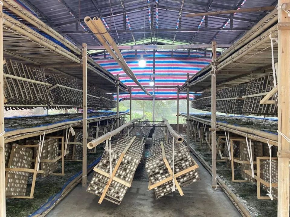 这一季春蚕,她家培育了247张小蚕,收入超17000元;同时,还养殖了3张大