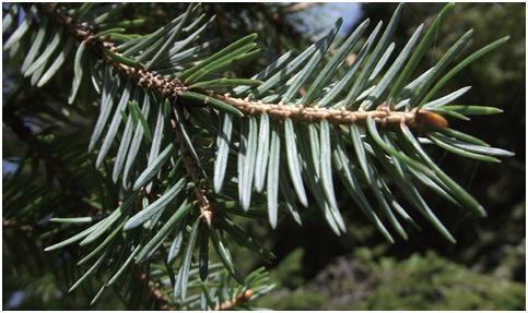 长白山植物千"种"风情～长白鱼鳞云杉_腾讯新闻