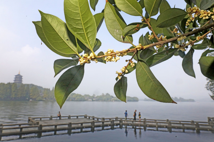 国庆中秋临近 杭州桂花飘香-腾讯新闻