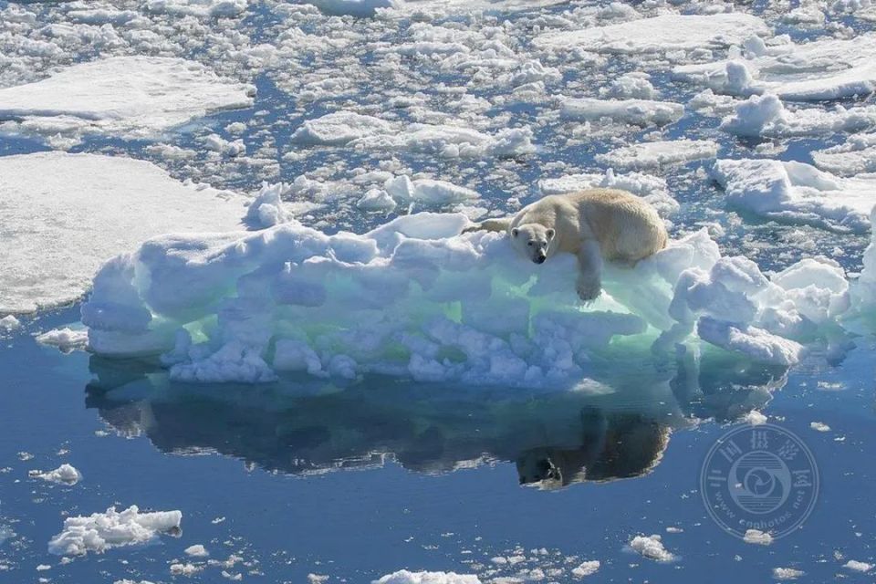 fiap勋带奖《北极熊的反思》08sandie cox(英国)▲ s02lle