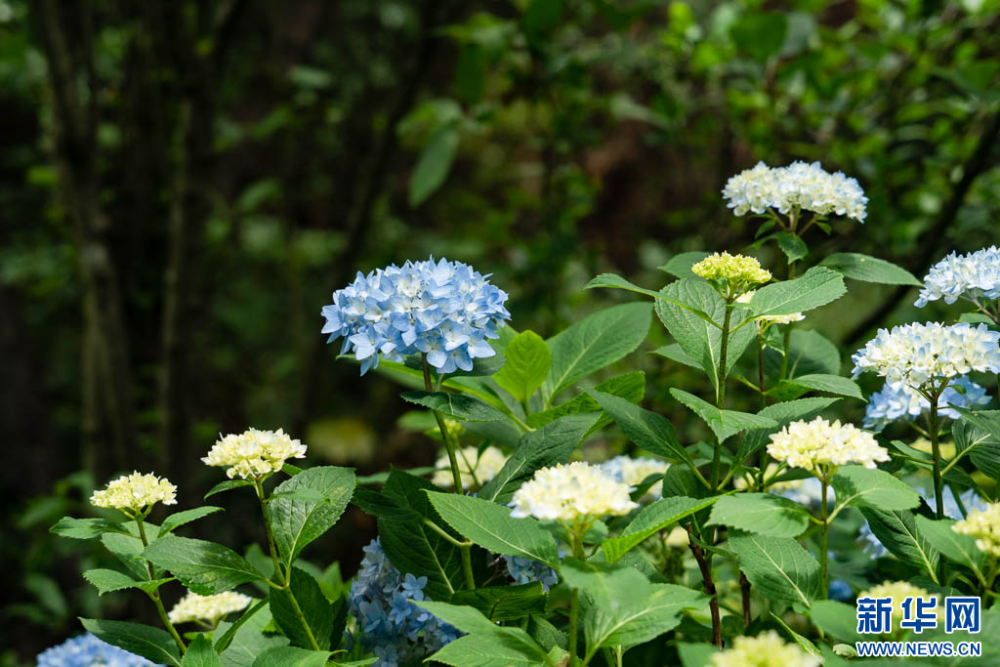 昆明市郊野公园:绣球花盛放如海,赏花打卡正当时_腾讯新闻