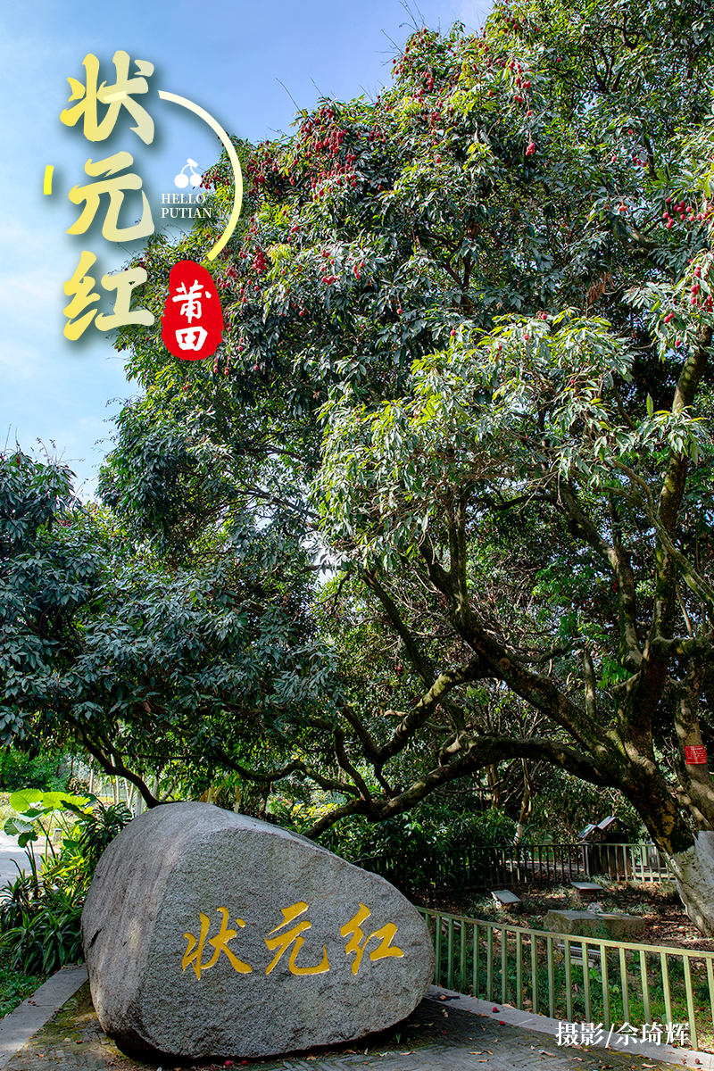 树龄938年的"荔枝王"树龄959年的"状元红"现存有树龄1278年的"宋家香"