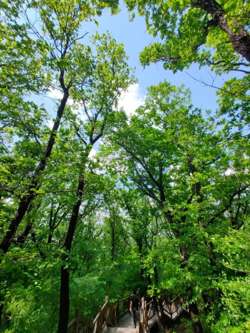 期待,在莲花山邂逅浪漫春天