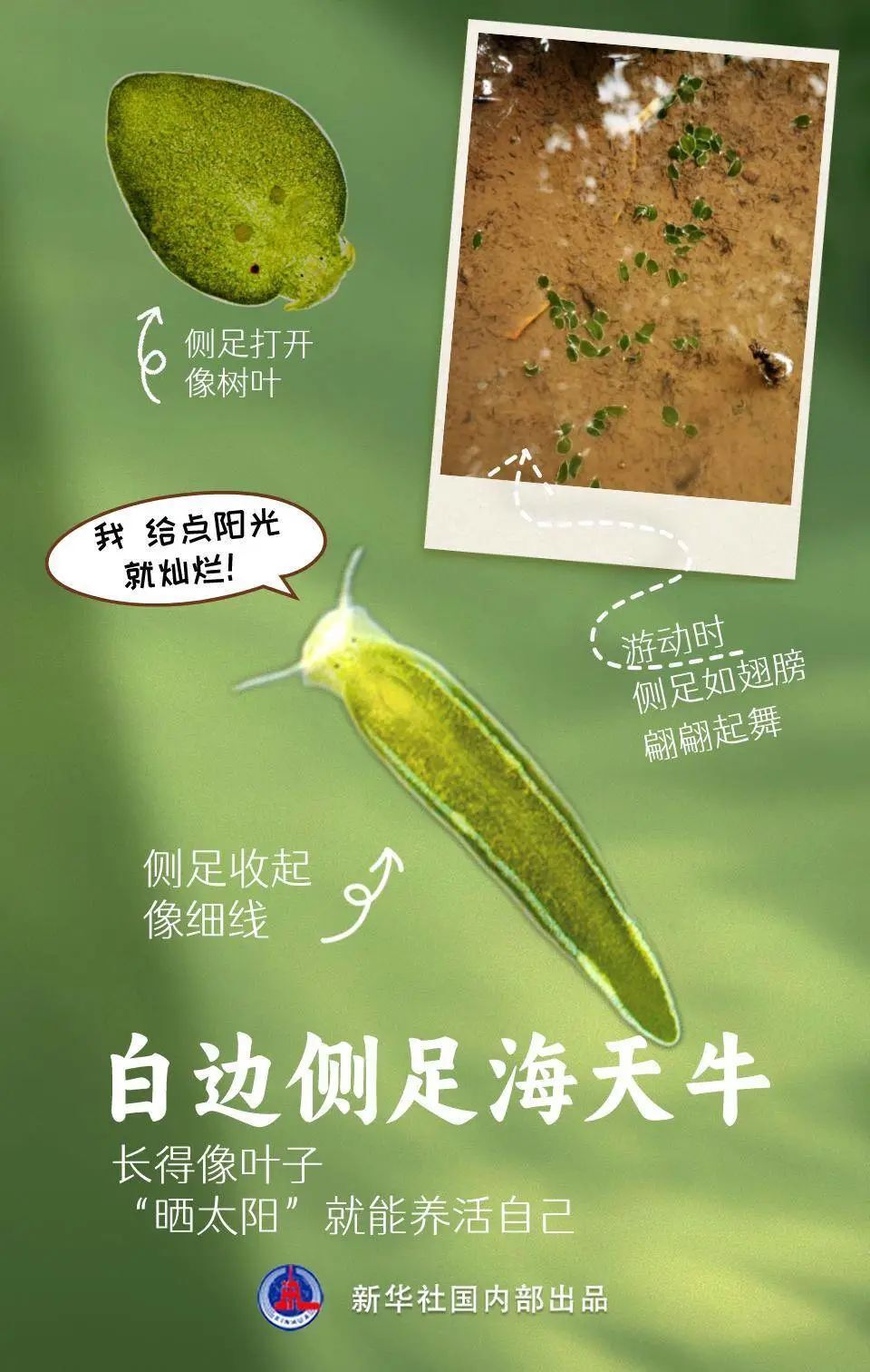 它和鼻涕虫,蜗牛的关系更近它在摄食藻类时"借取"叶绿体短暂保存在