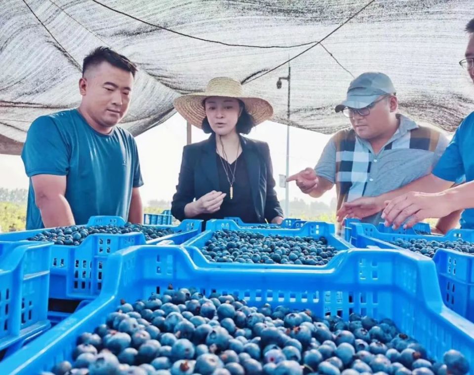 徐烨：小蓝莓撬动惠农兴村大产业_腾讯新闻