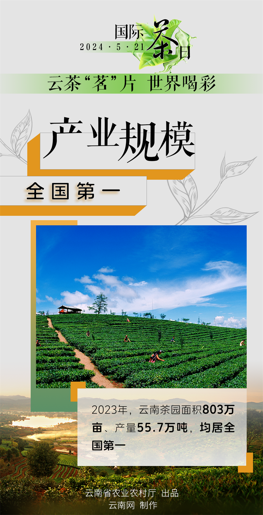 国际茶日丨小小绿叶释放大能量 "云茶"交出亮眼成绩单