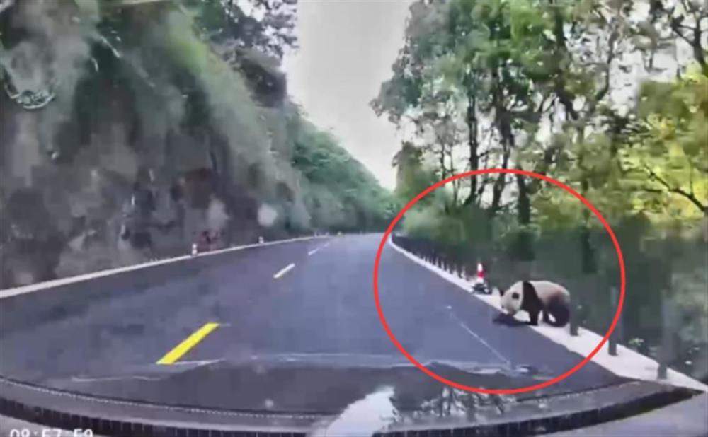 成都市民开车上班路边偶遇野生大熊猫
